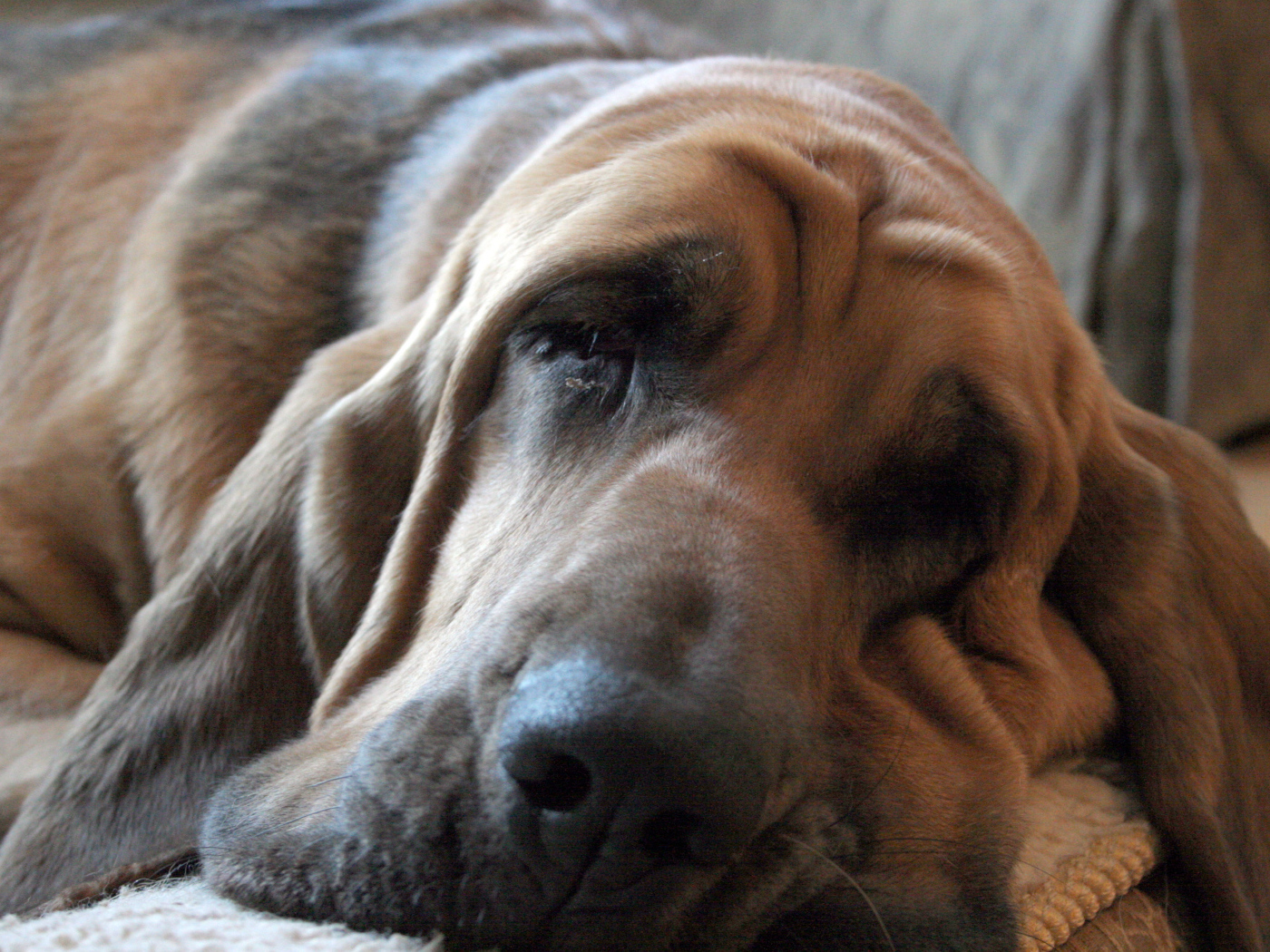 Взрослый бладхаунд заснул