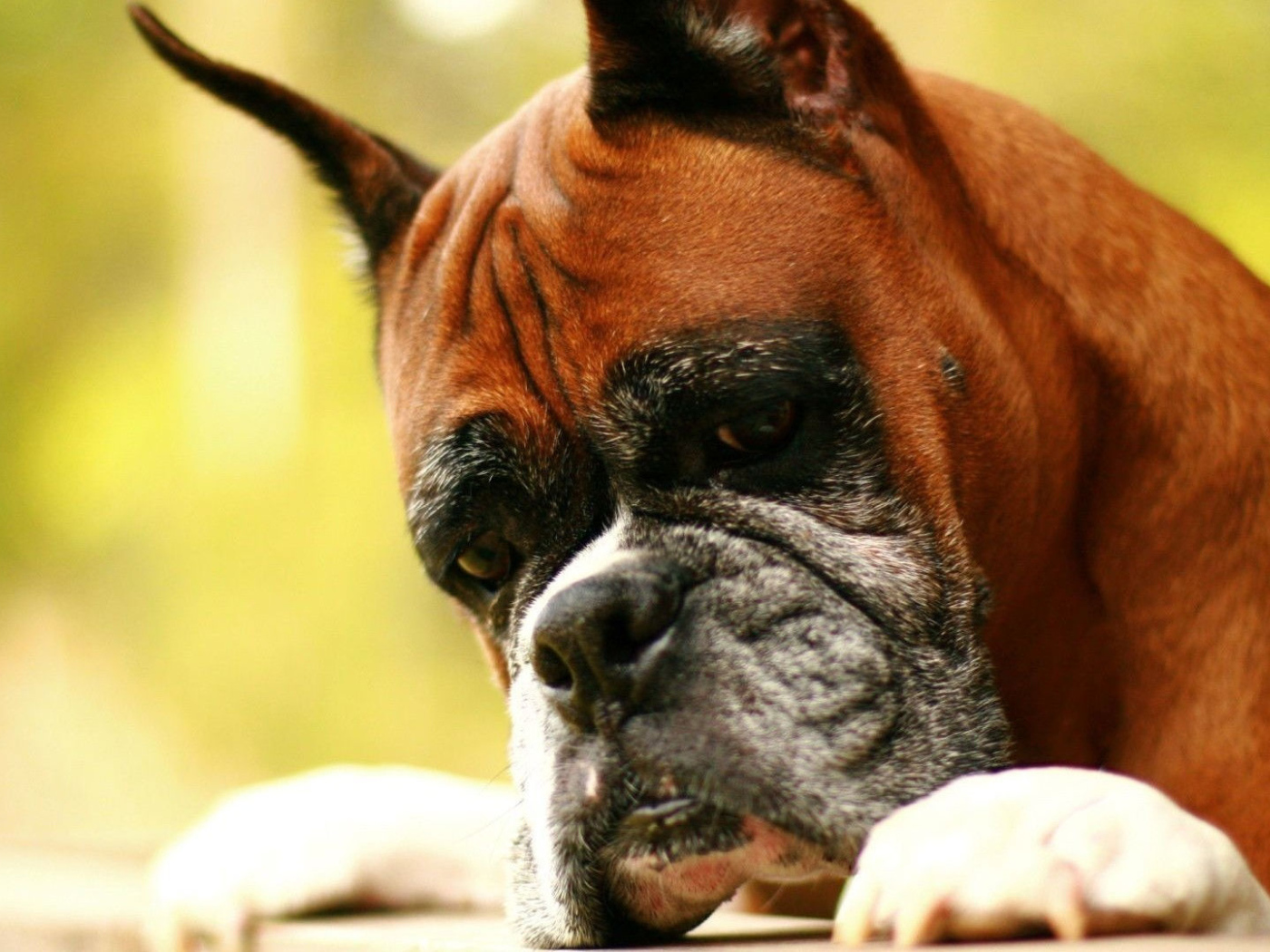 Взрослый боксёр что-то увидел