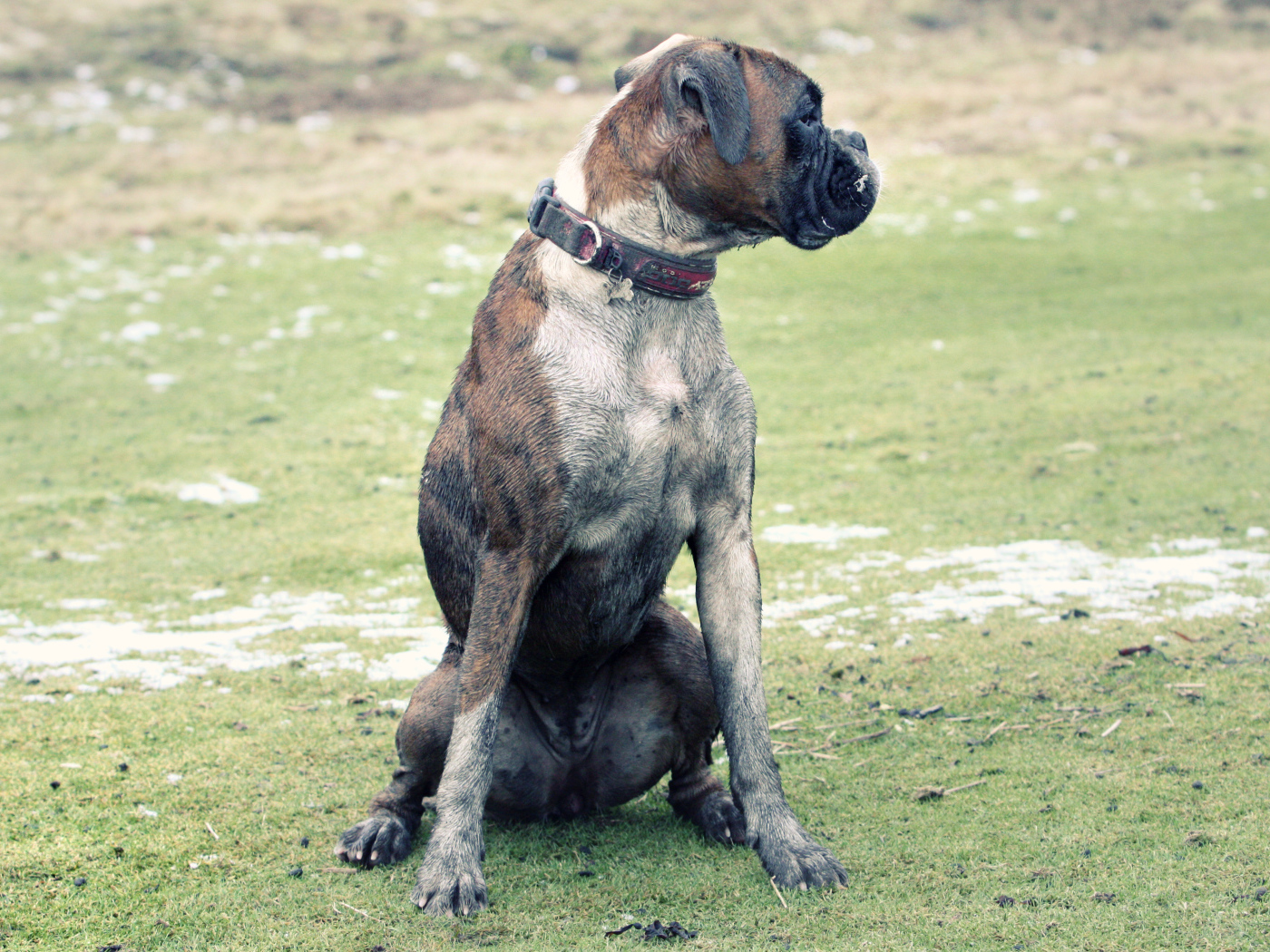 Взрослый боксёр сидит на поляне