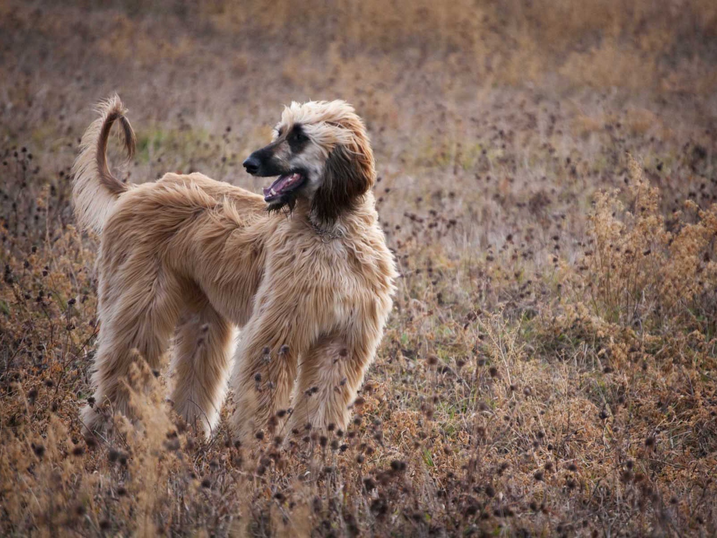Афганская борзая в засохшей траве