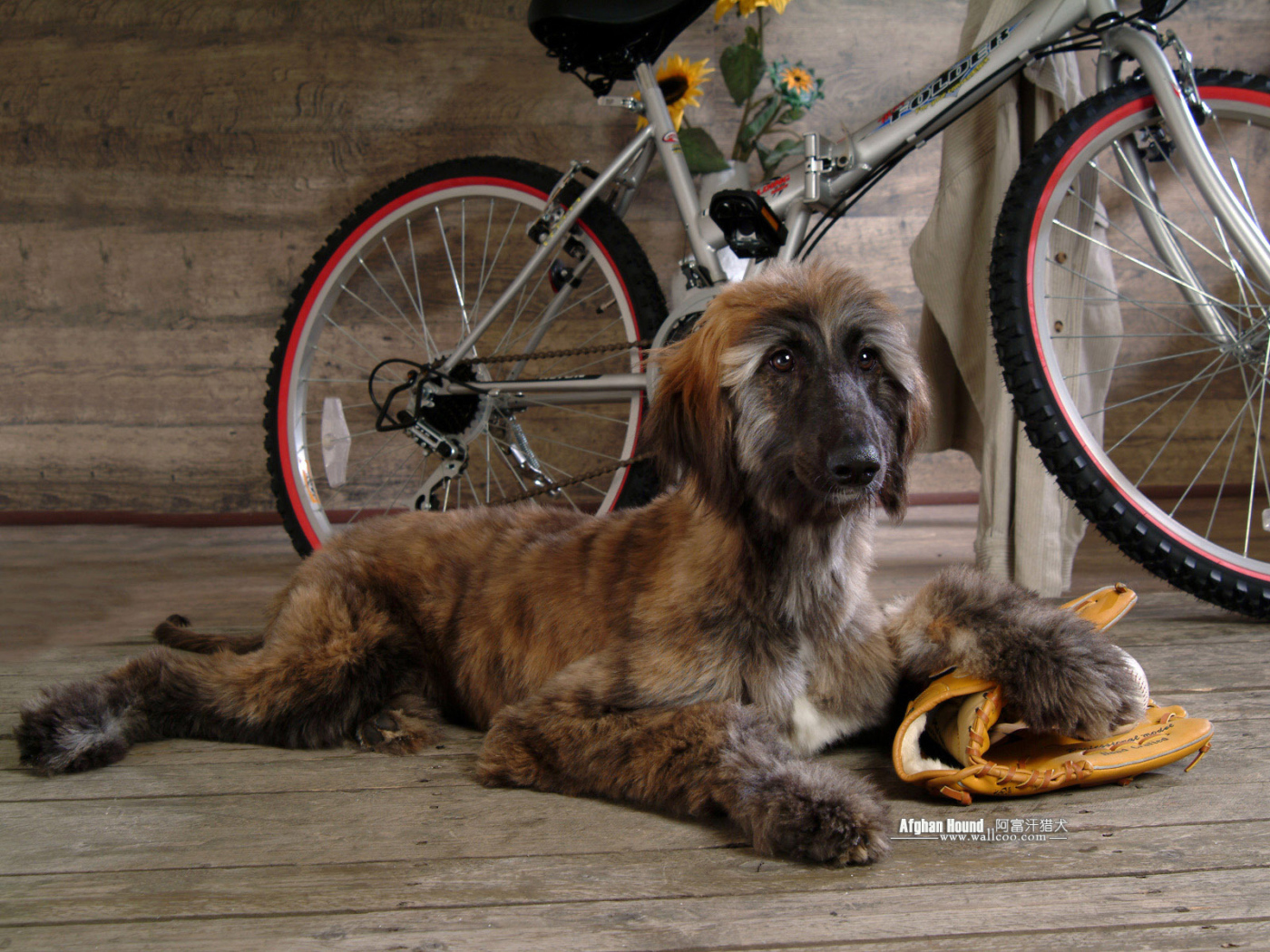 Afghan Hound on the background of the bicycle