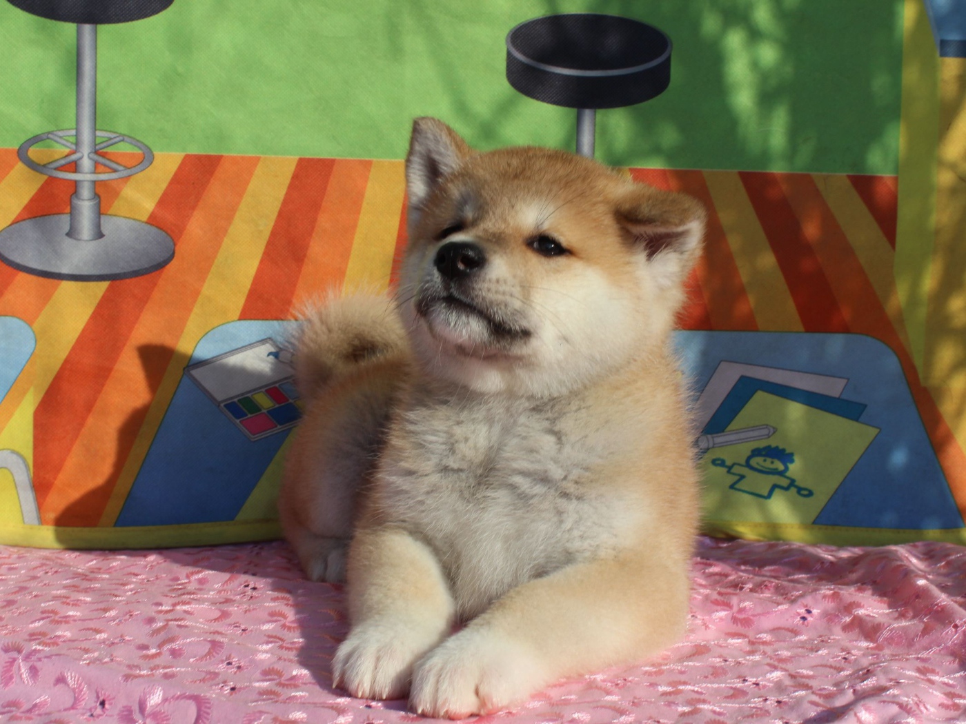 Щенок акита-ину лежит на покрывале