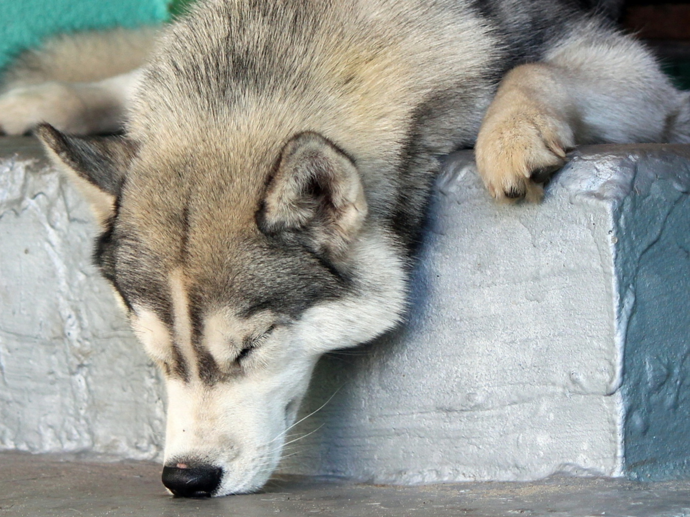 Аляскинский маламут уснул