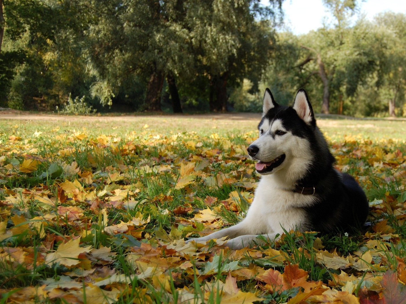 Аляскинский маламут на осенних листьях