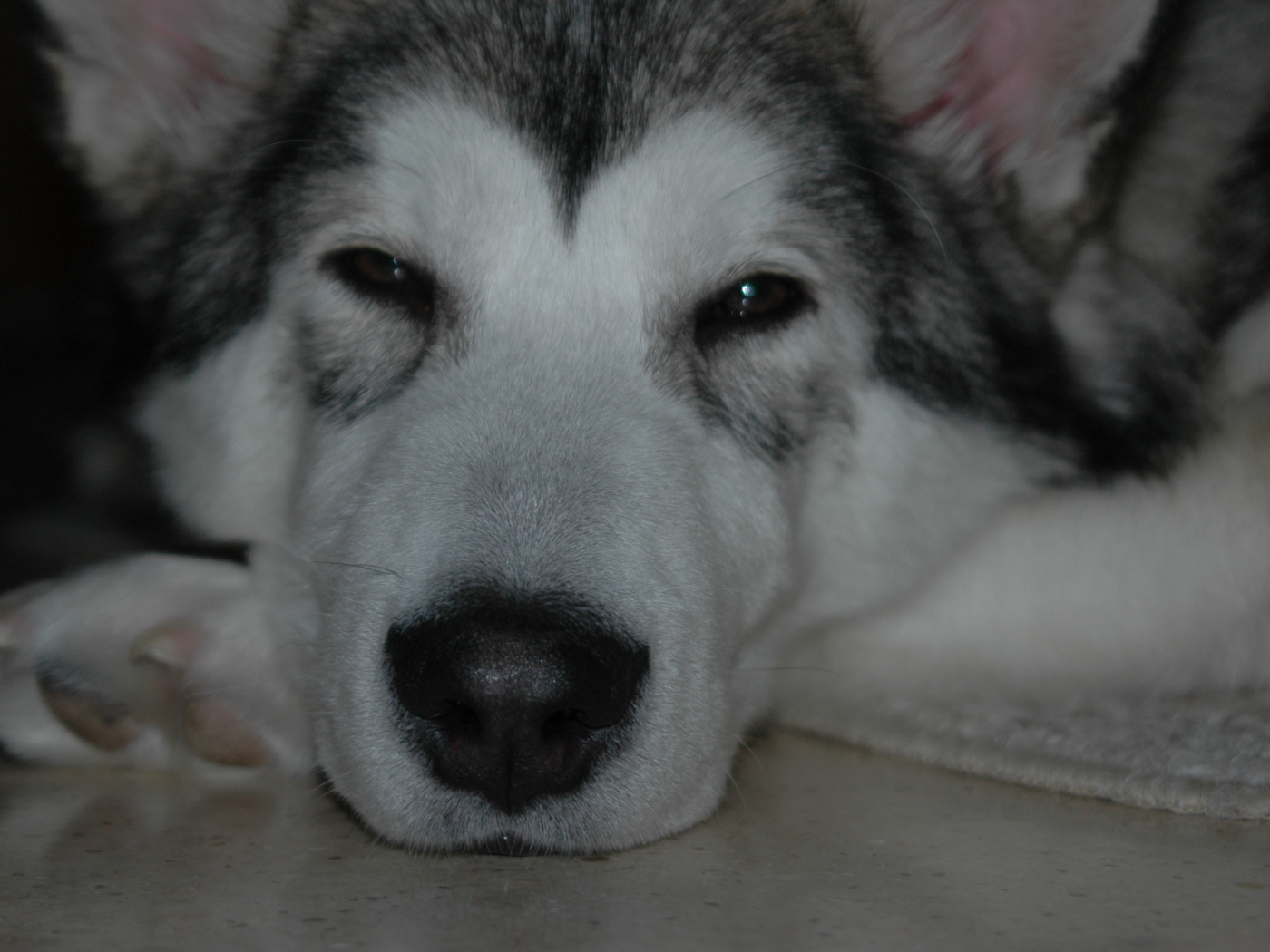 Аляскинский маламут хочет спать