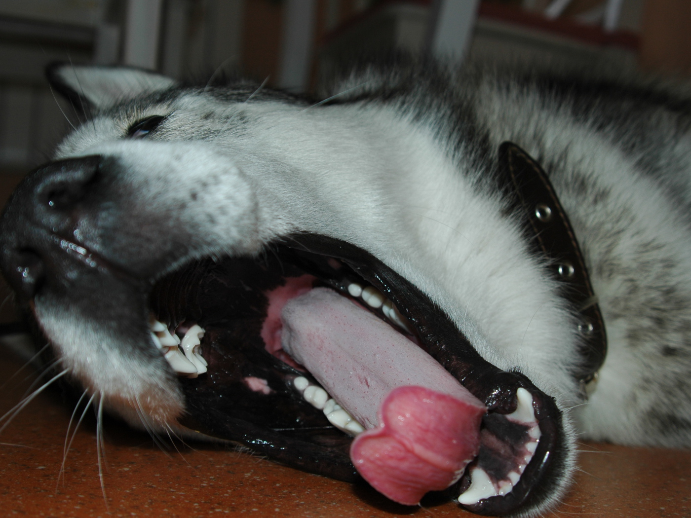 Аляскинский маламут зевнул