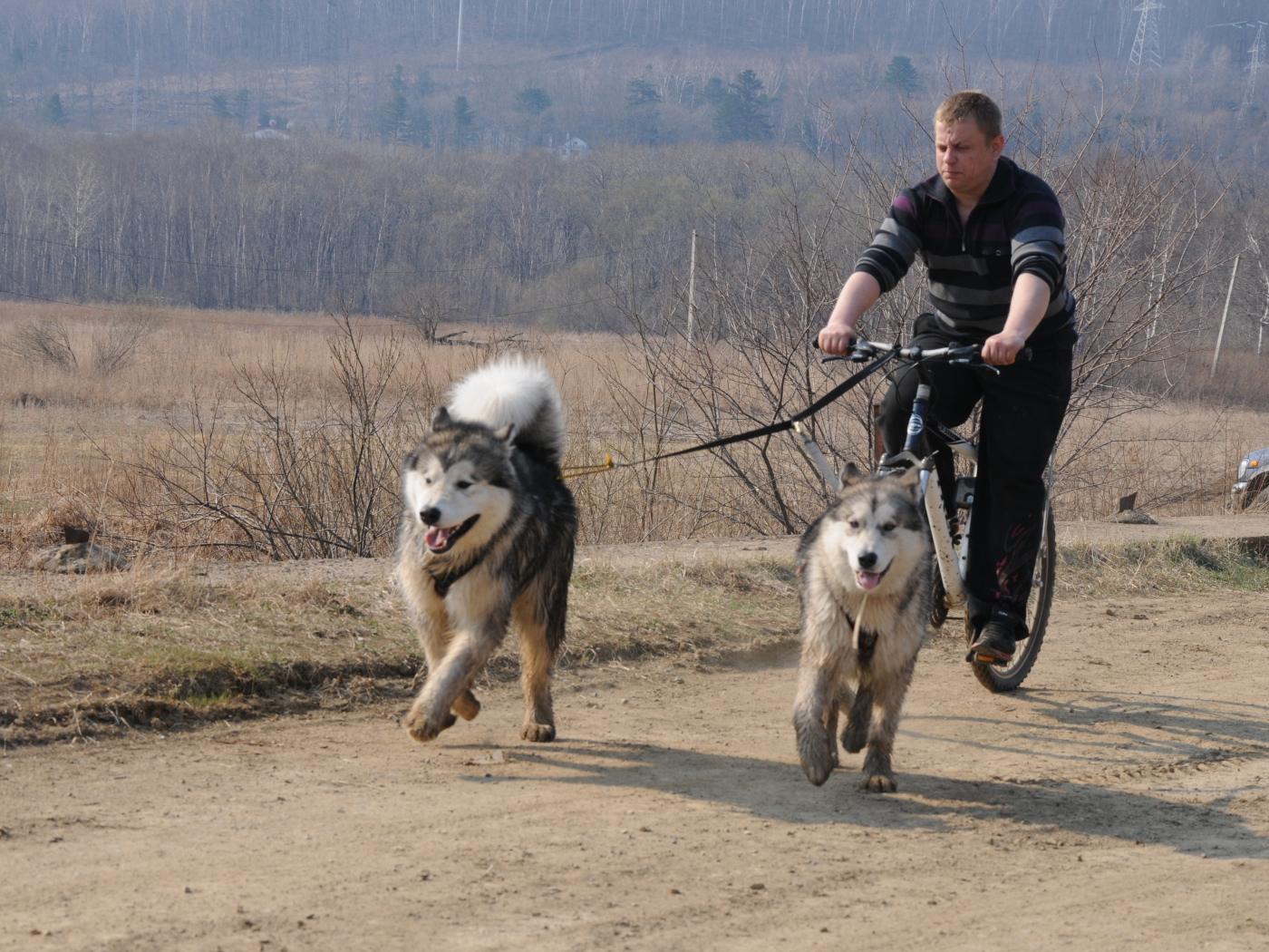 Аляскинские маламуты в летнем варианте упряжки