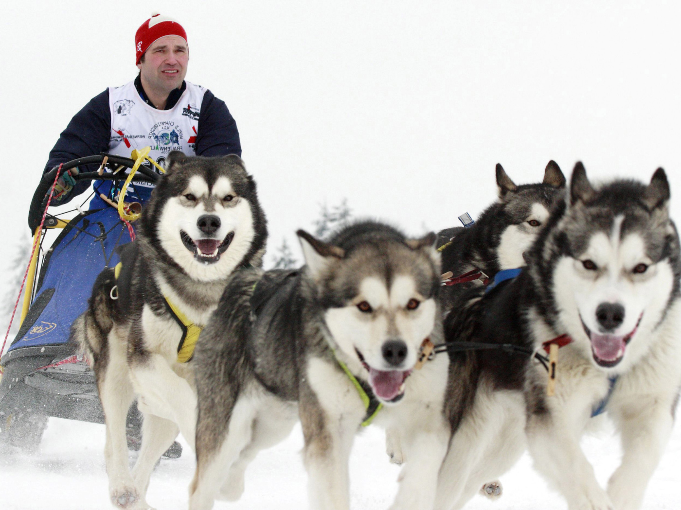 Аляскинские маламуты бегут в упряжке