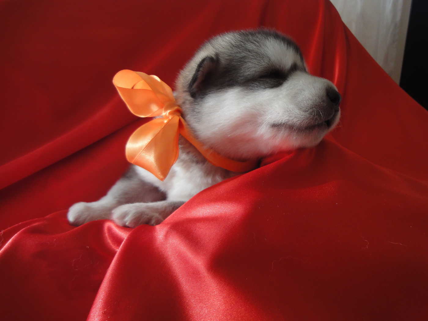 Щенок аляскинского маламута с бантом