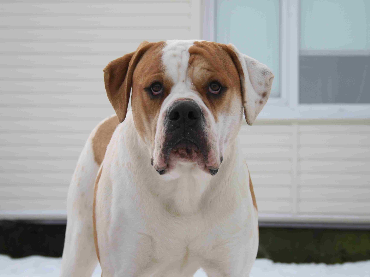 Американский бульдог возле дома зимой