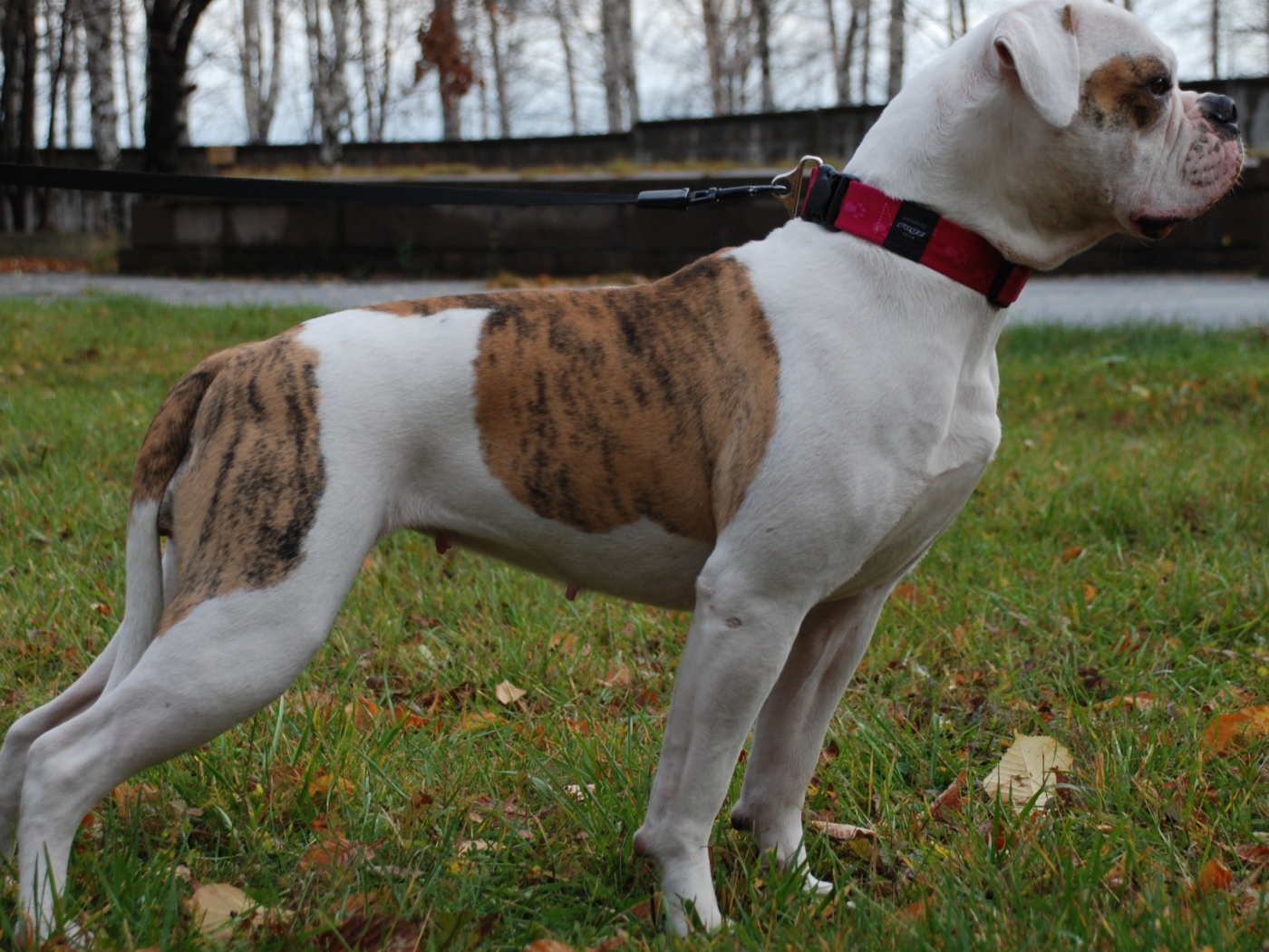 Американский бульдог кого-то увидел