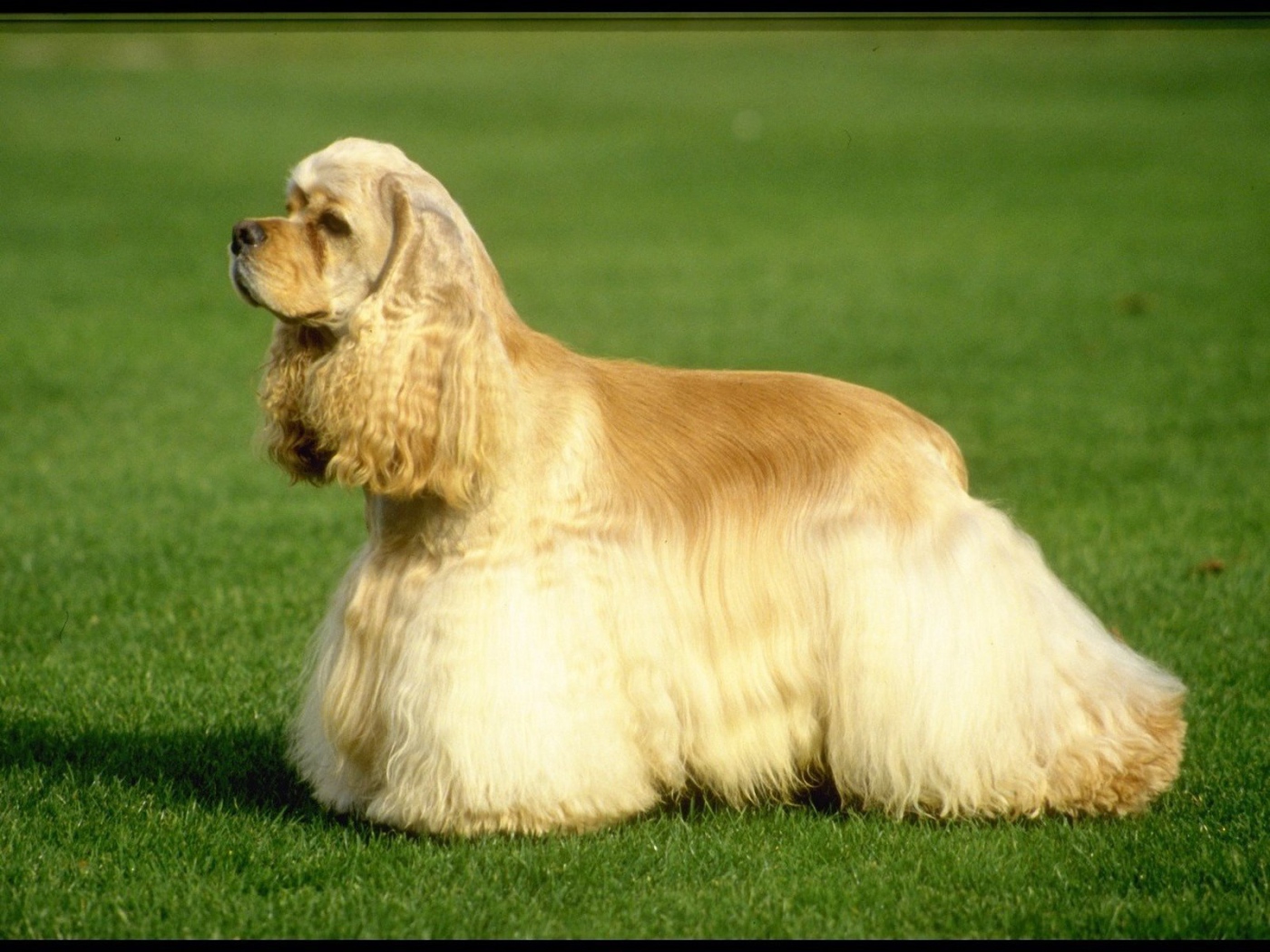 Американский кокер-спаниель на траве