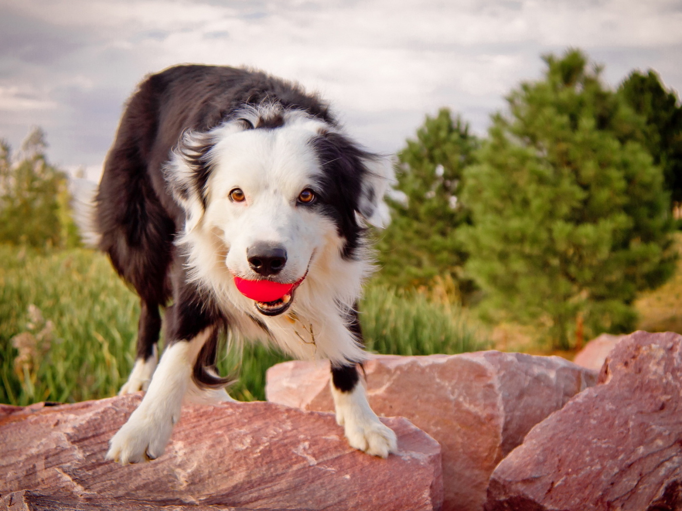 Австралийская овчарка с мячом