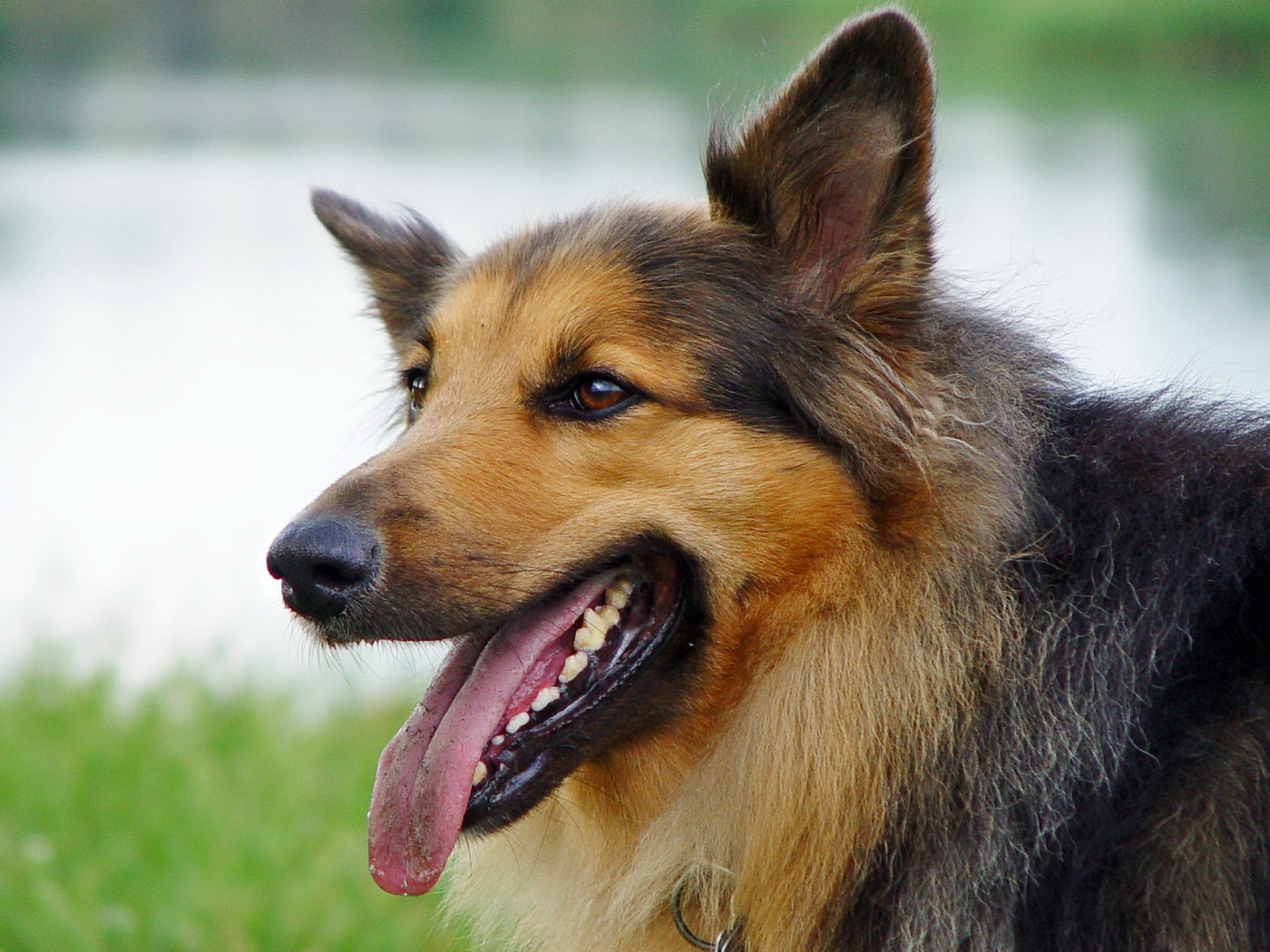 Австралийская овчарка с коричневым окрасом