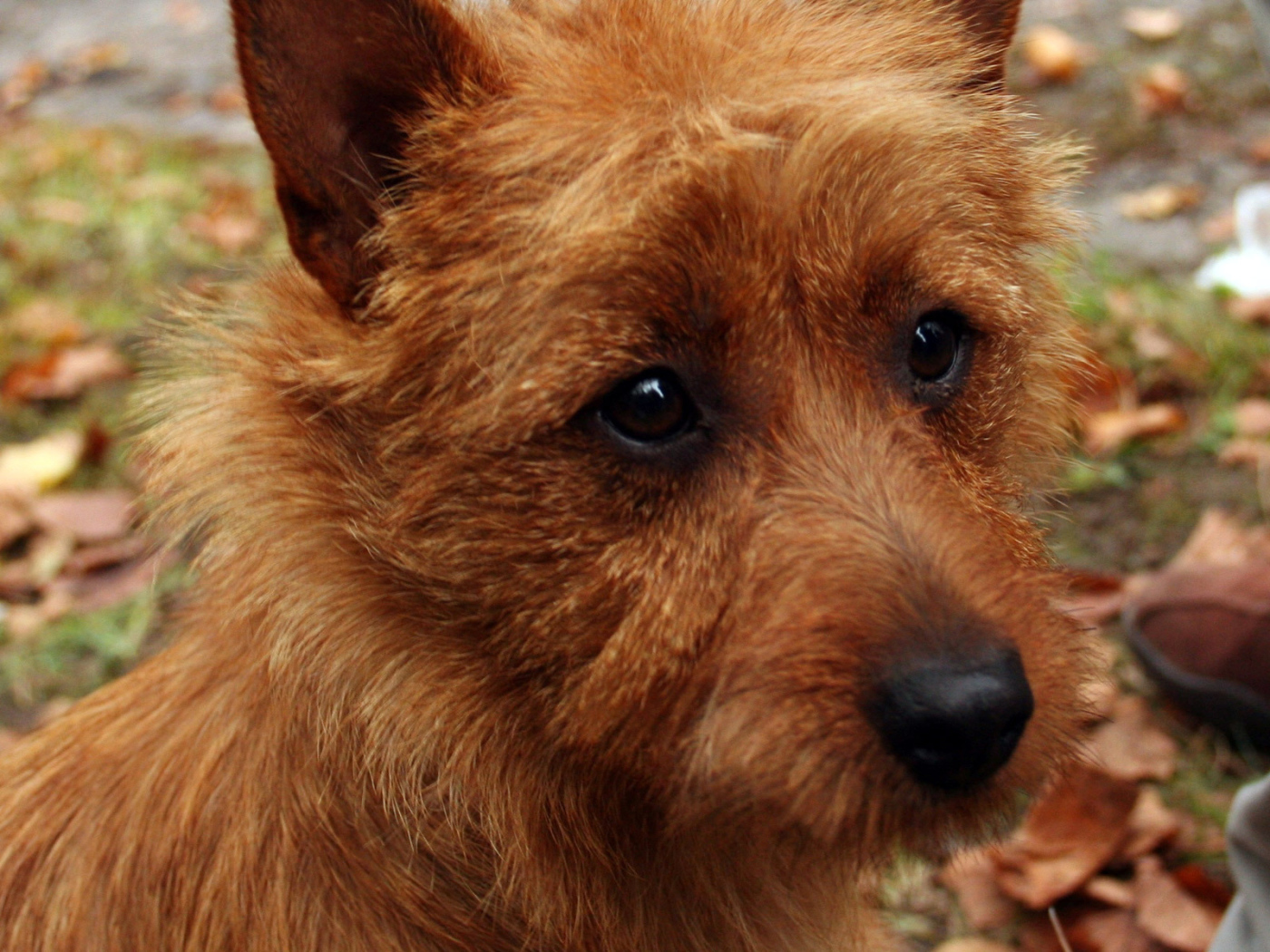 Австралийский терьер крупным планом