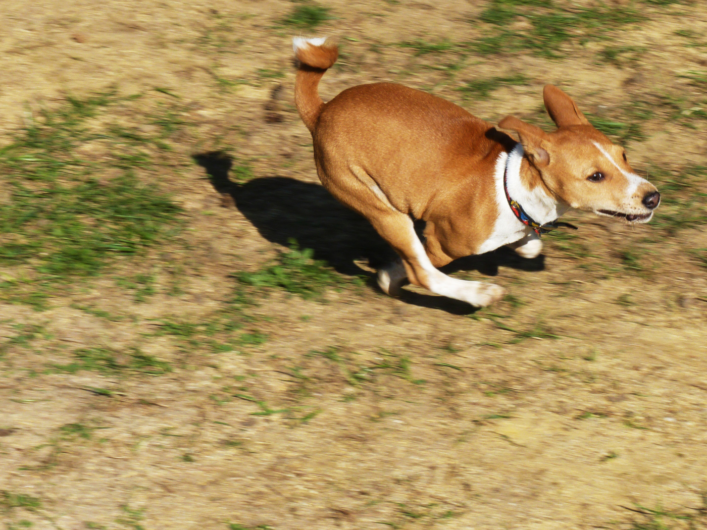 Собака породы басенджи куда-то торопится