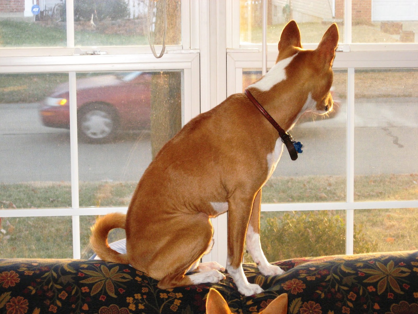 Basenji breed dog is waiting for owner
