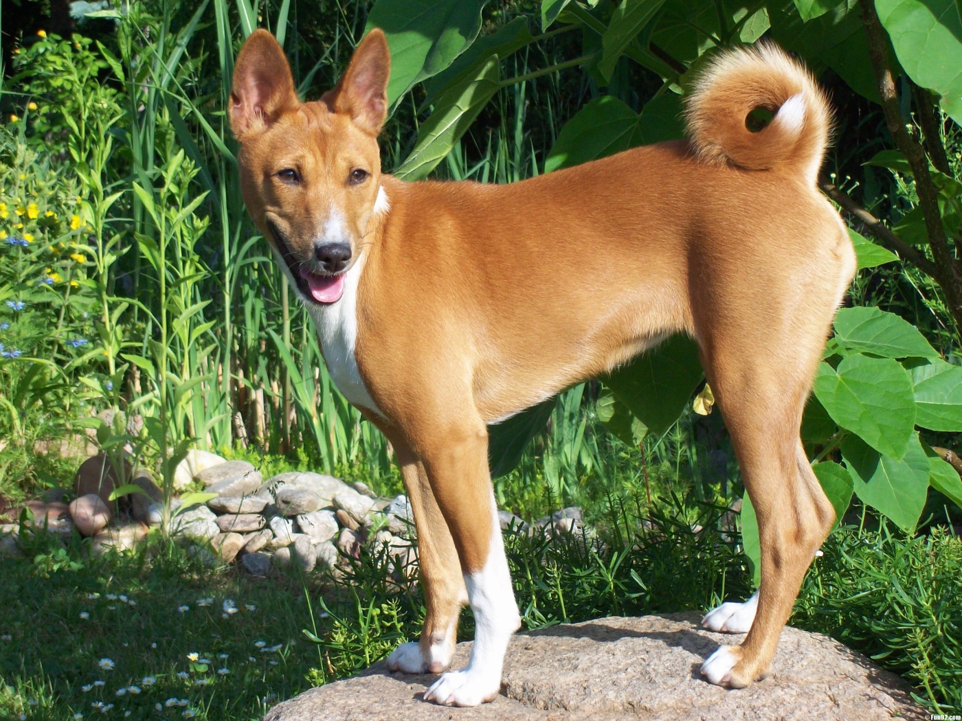 Собака породы басенджи позирует на камне