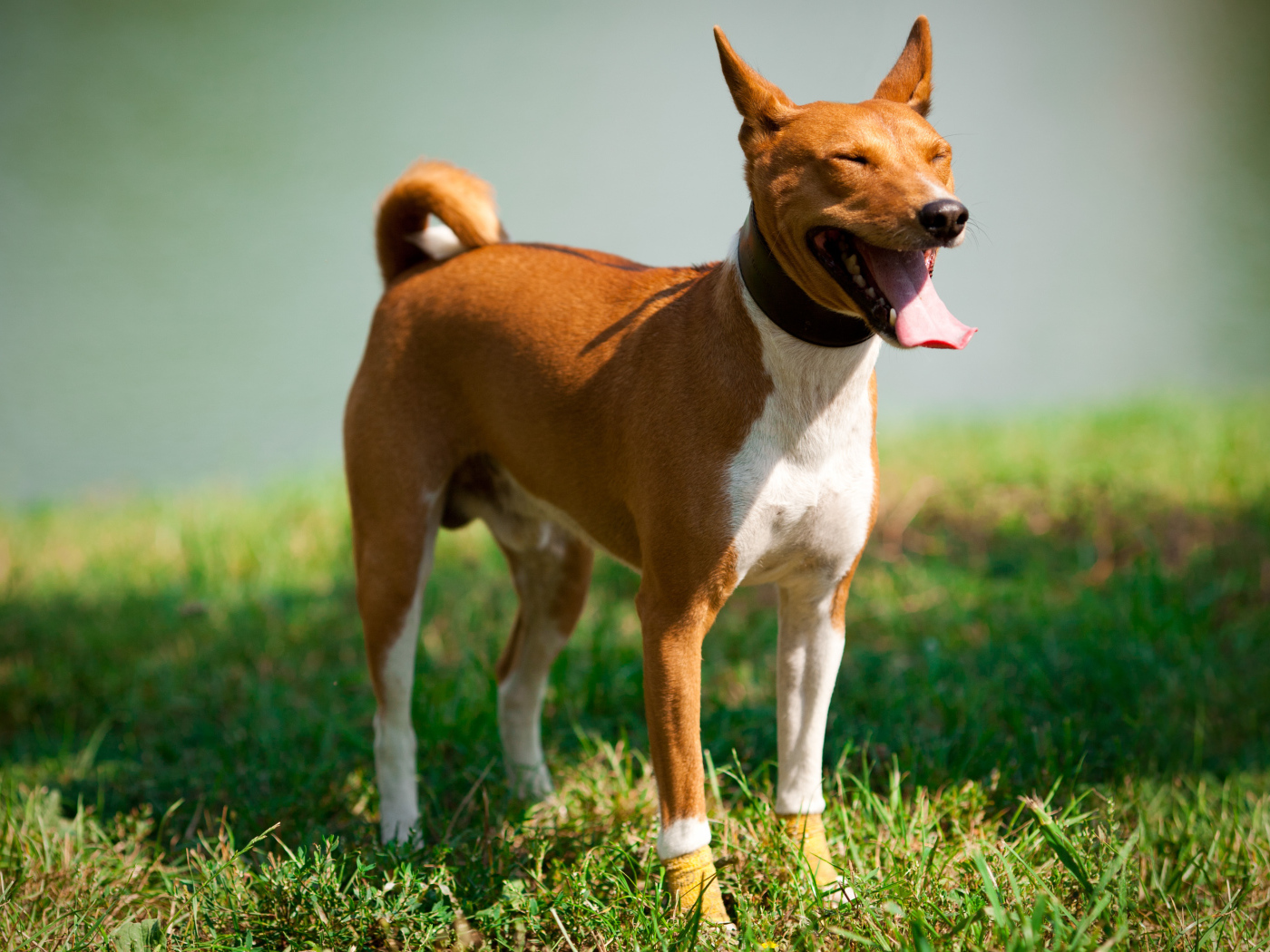 Собака породы басенджи щурится