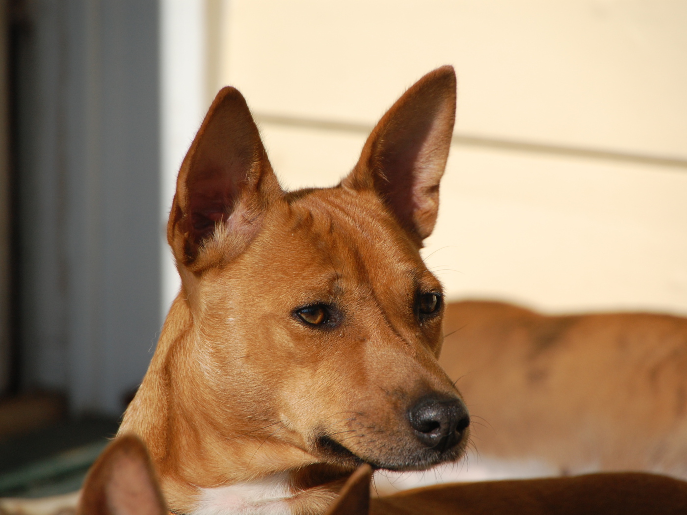 Собака породы басенджи пристально смотрит