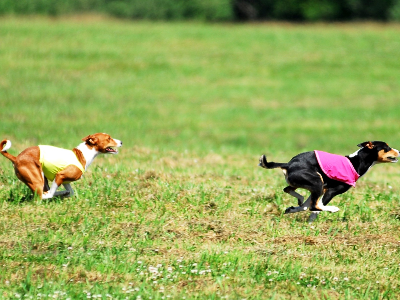 Собаки басенджи в погоне