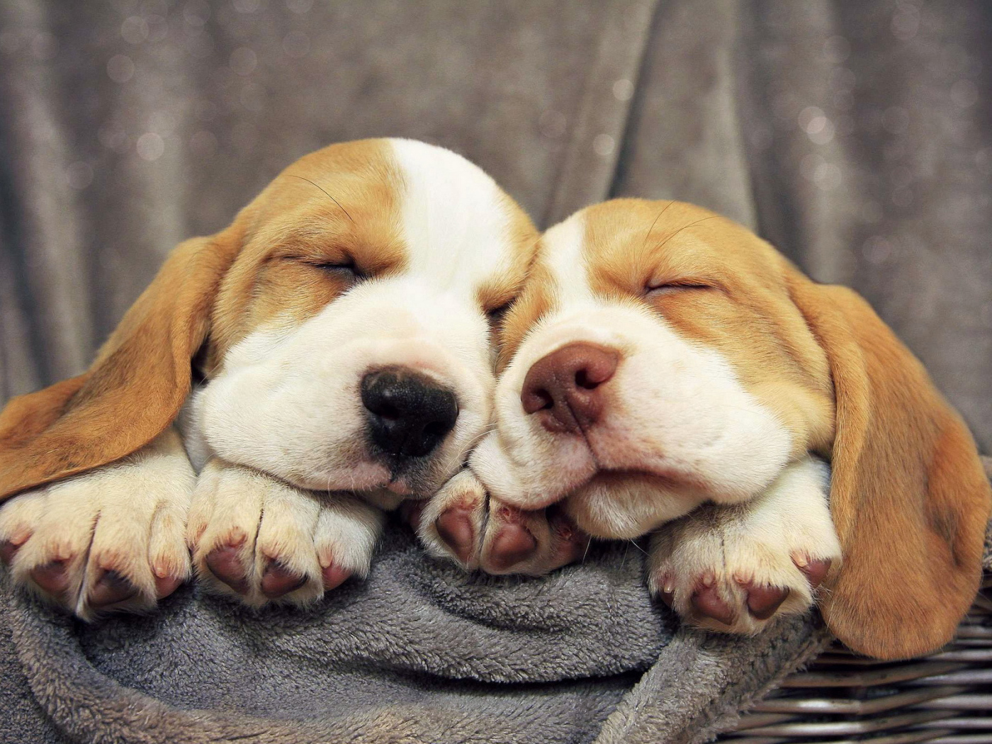 Щенки бассет-хаунда сладко спят