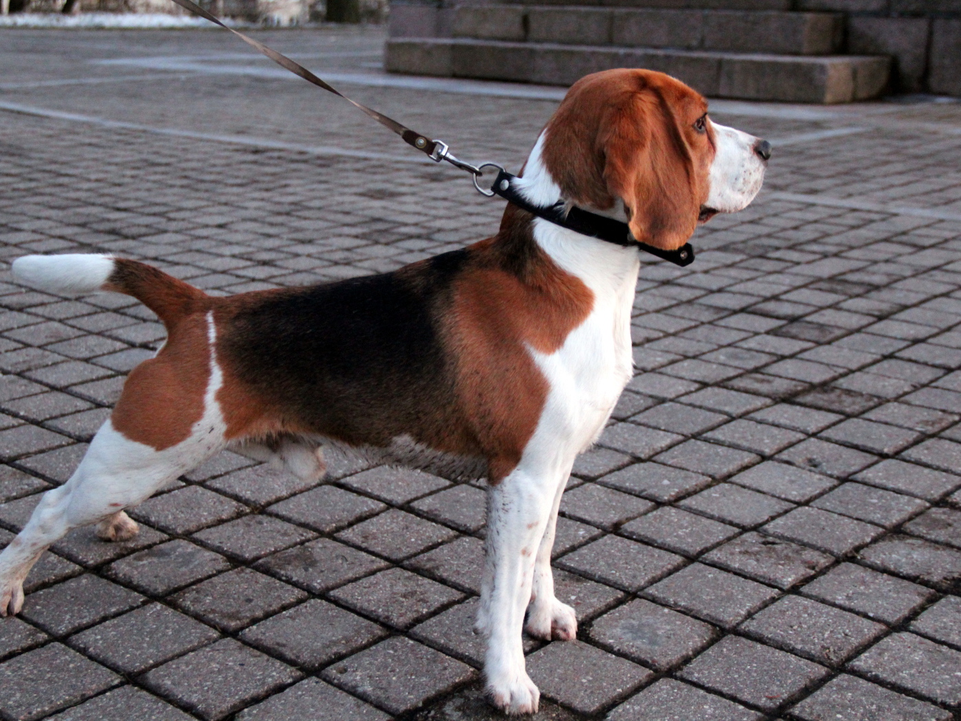 Beagle dog on the sidewalk