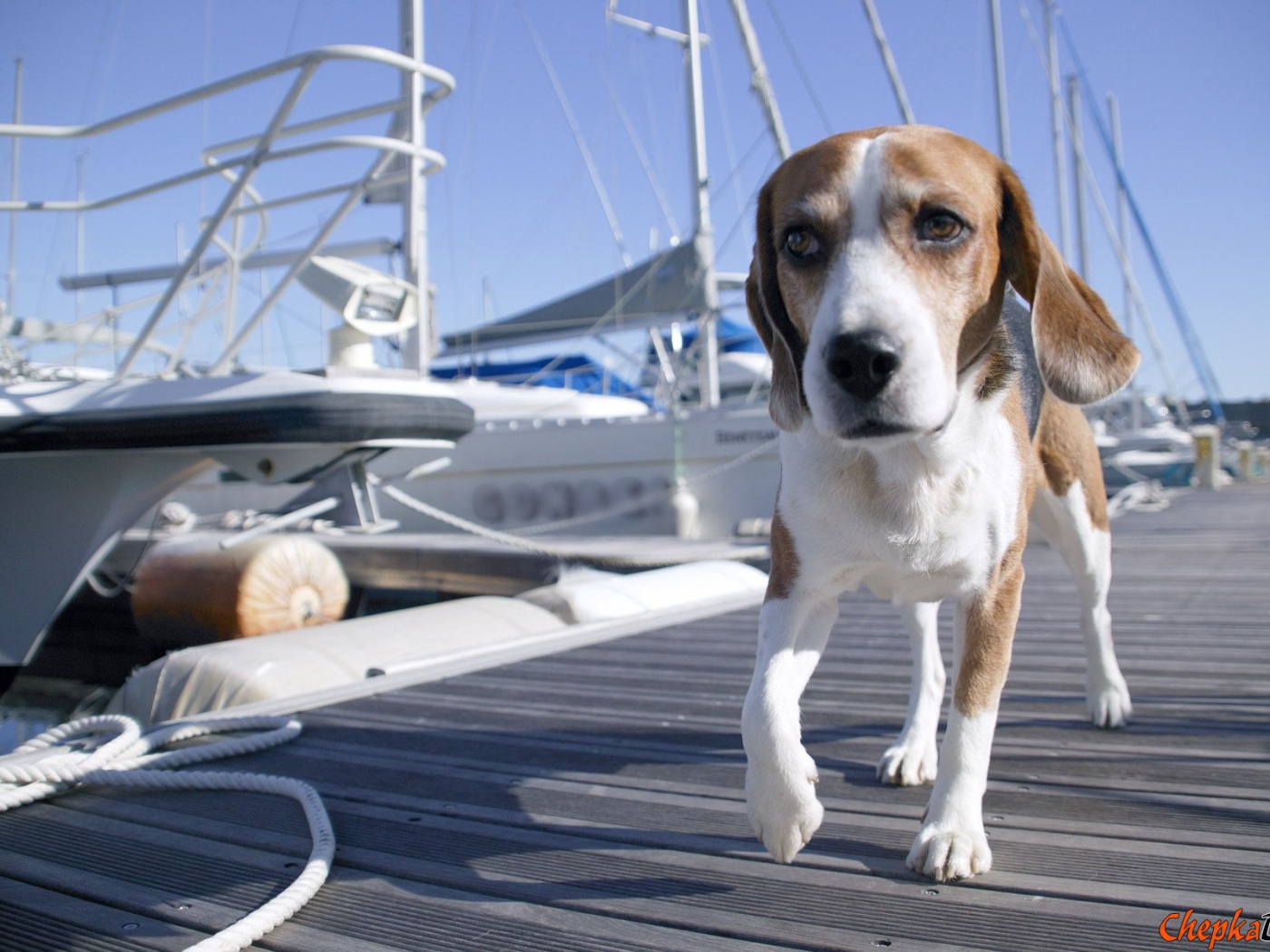 Собака породы бигль идёт по мостику