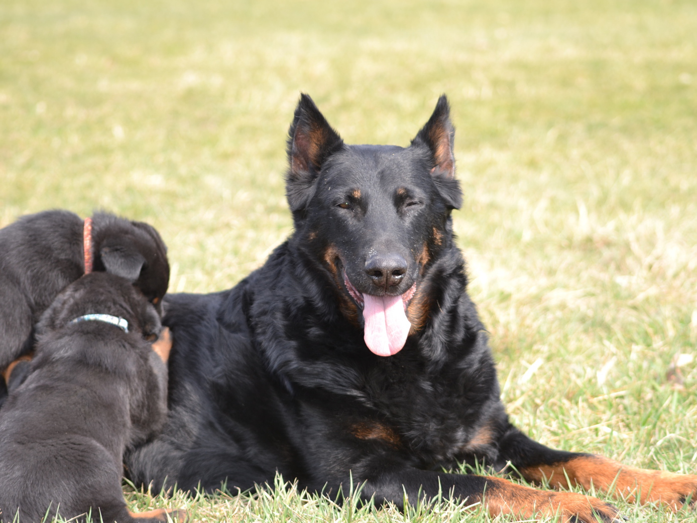 Собака босерон и её щенки