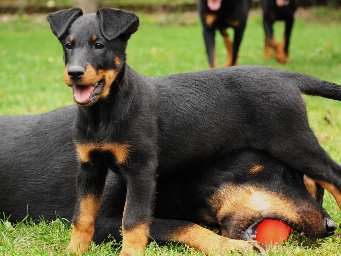 Щенок босерона и его мама