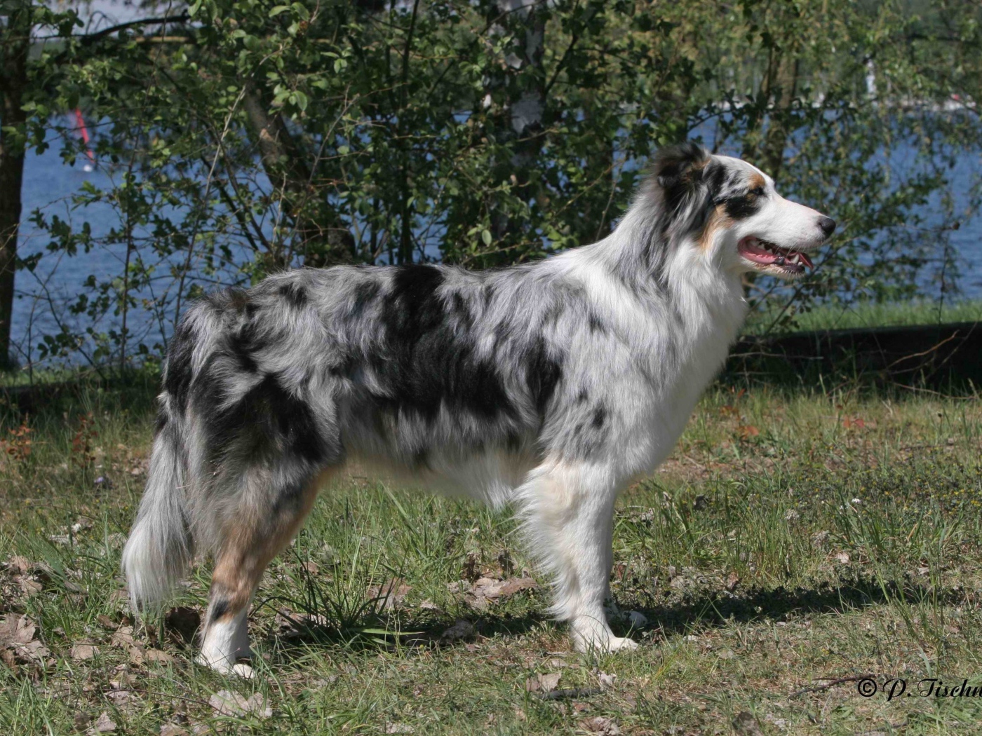 Красивая австралийская овчарка