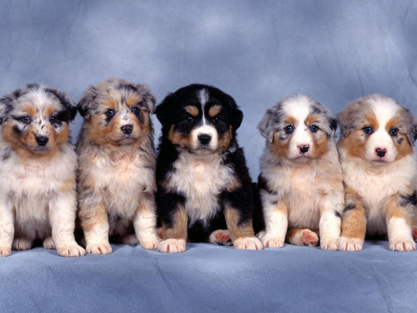 Красивые щенки австралийской овчарки