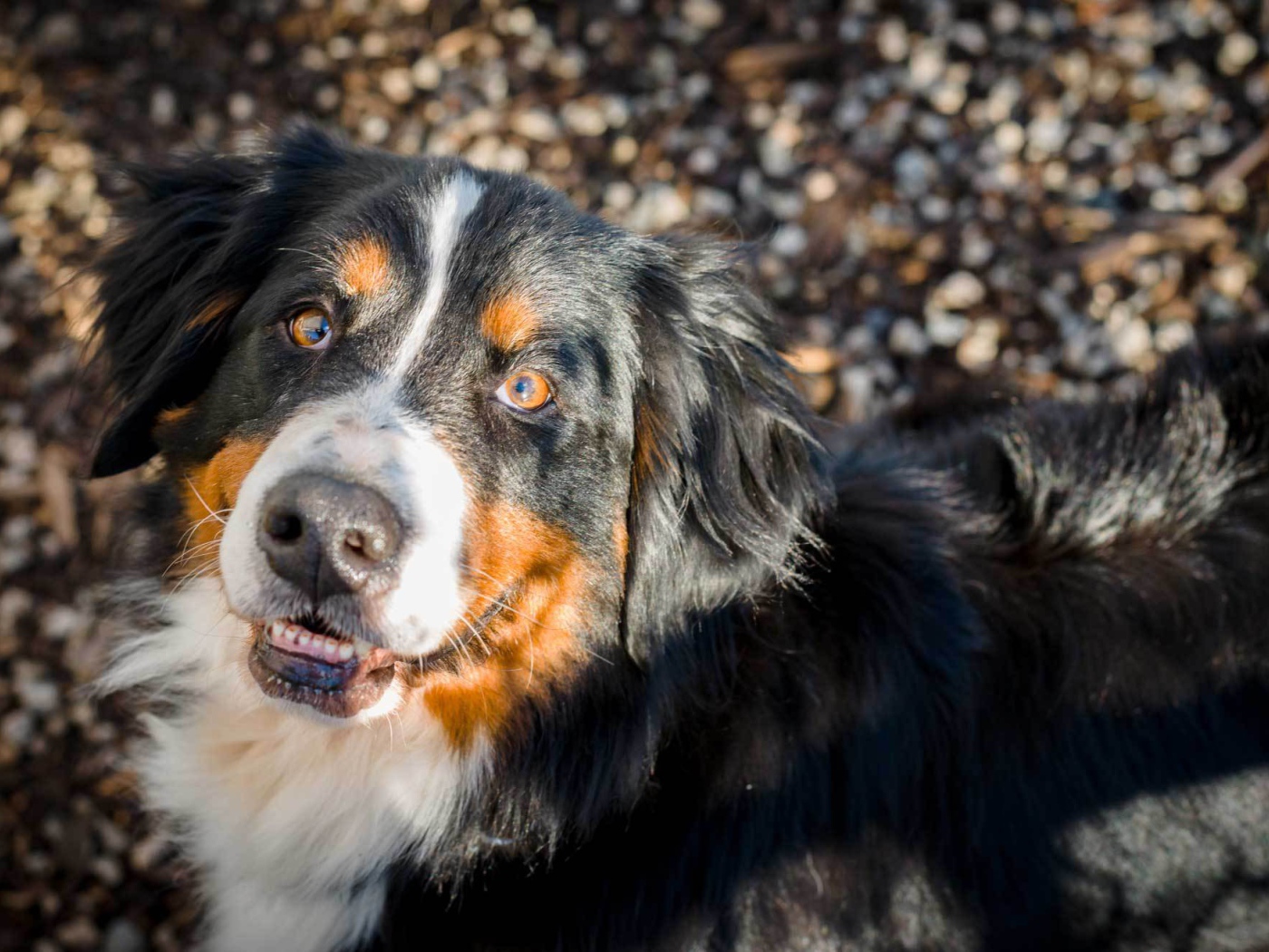 Красивая бернская пастушья собака смотрит на фотографа