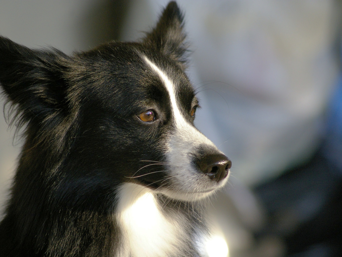 Красивая бордер-колли