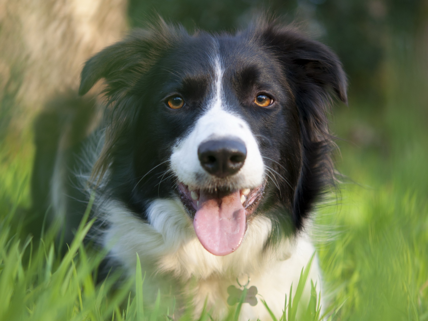 Красивая бордер-колли в траве