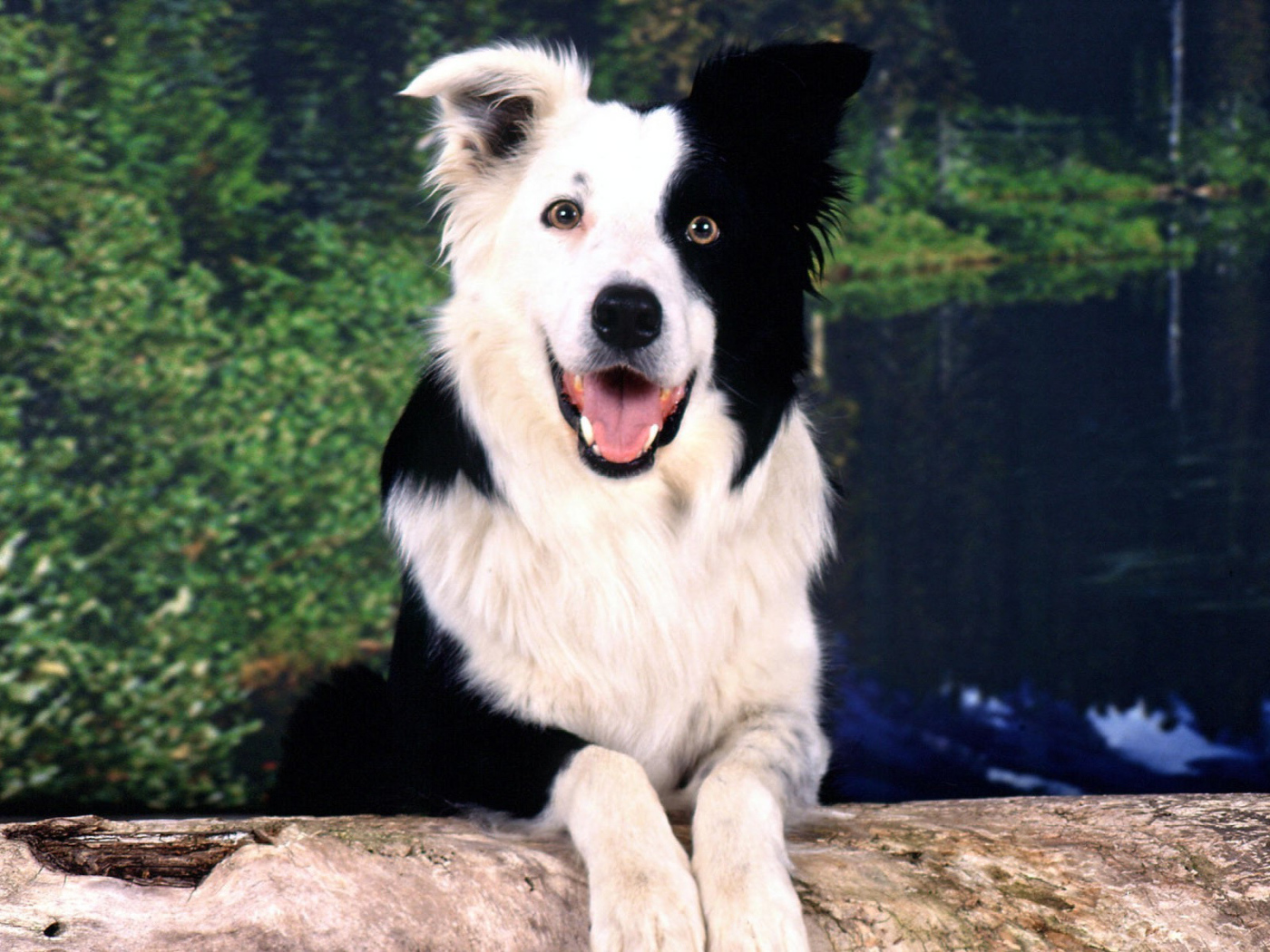 Красивая бордер-колли позирует