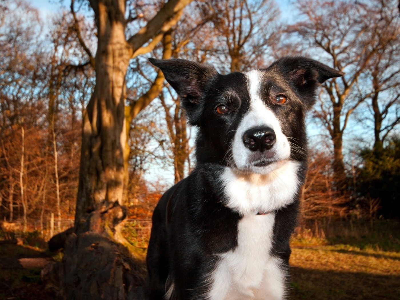 Красивая бордер-колли гуляет в лесу