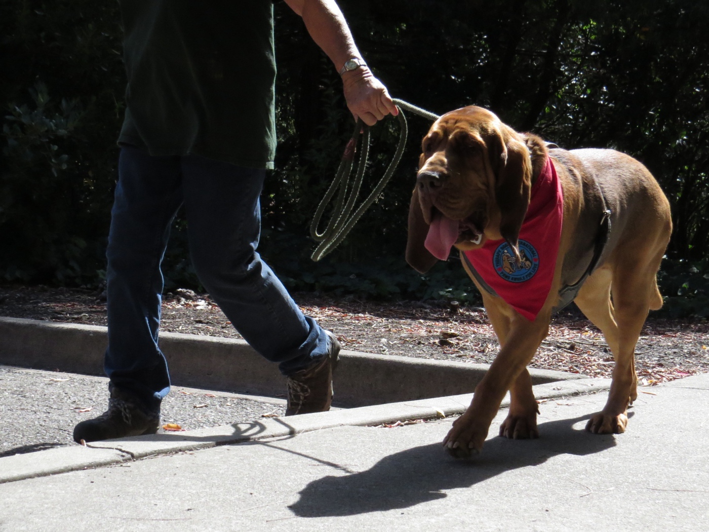 Красивый бладхаунд на прогулке с хозяином