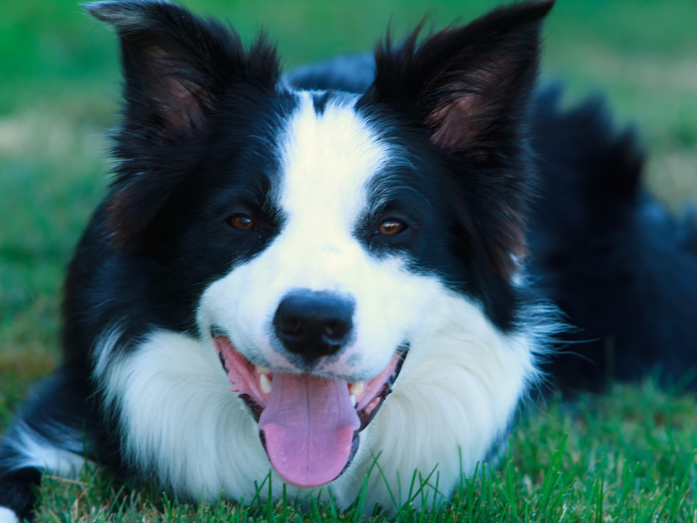 Красивая бордер-колли лежит на газоне