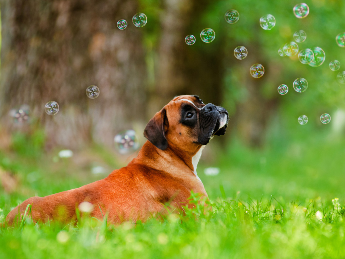 Красивый боксёр и мыльные пузыри