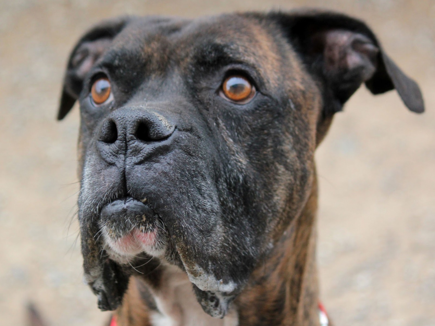 Красивый боксёр кого-то увидел