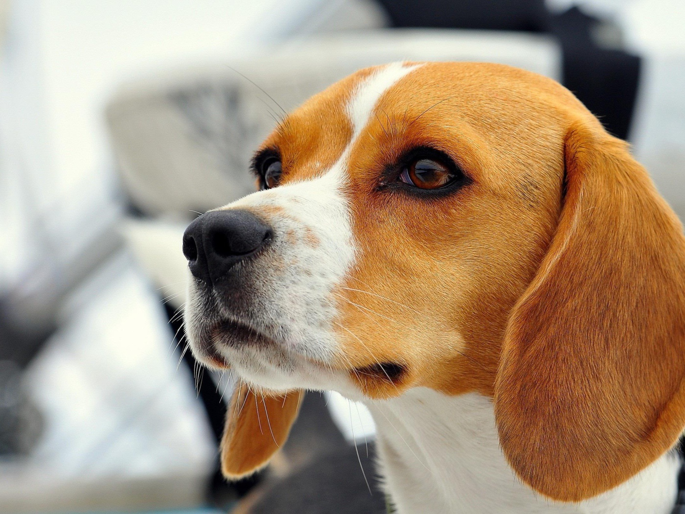 Красивая собака породы бигль кого-то увидела