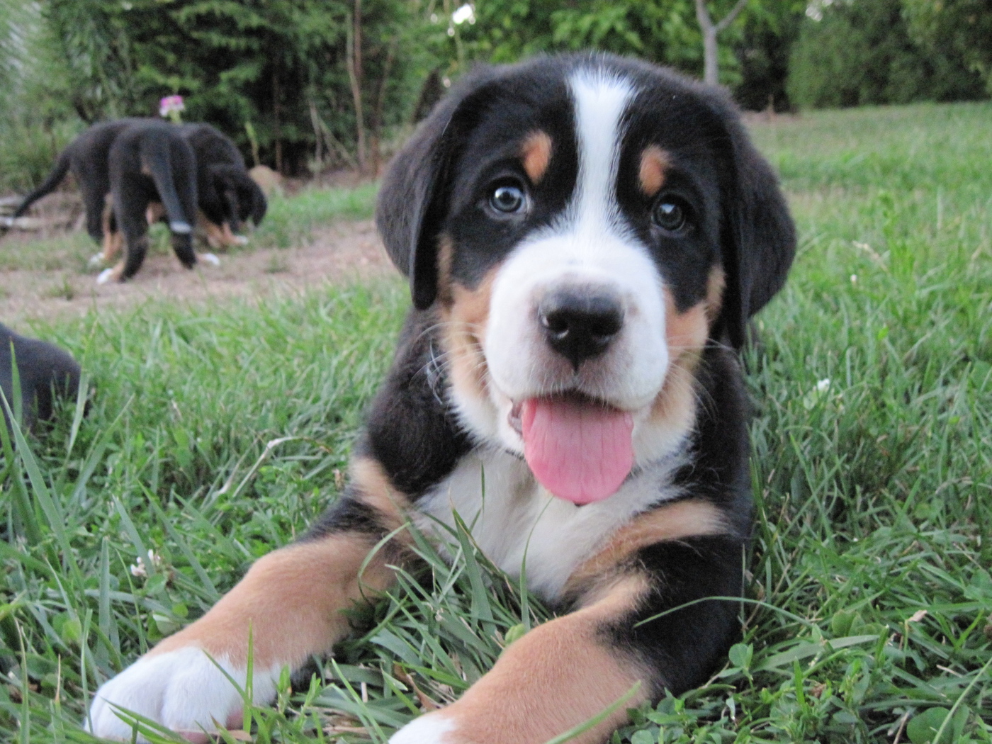 Красивый щенок большого швейцарского зенненхунда