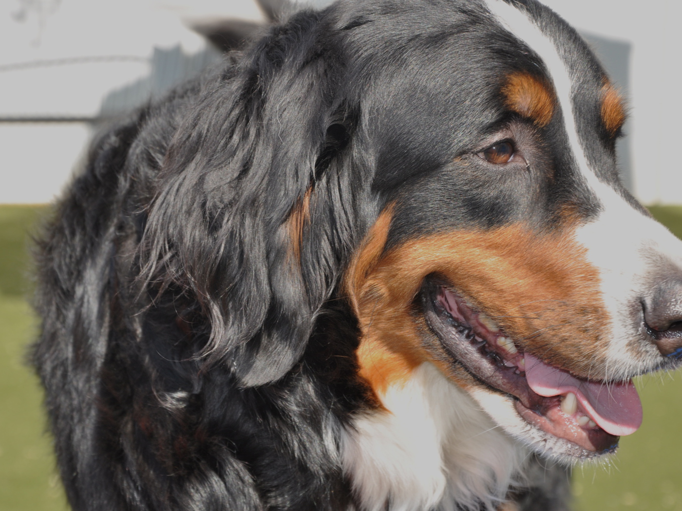 Бернская пастушья собака крупным планом