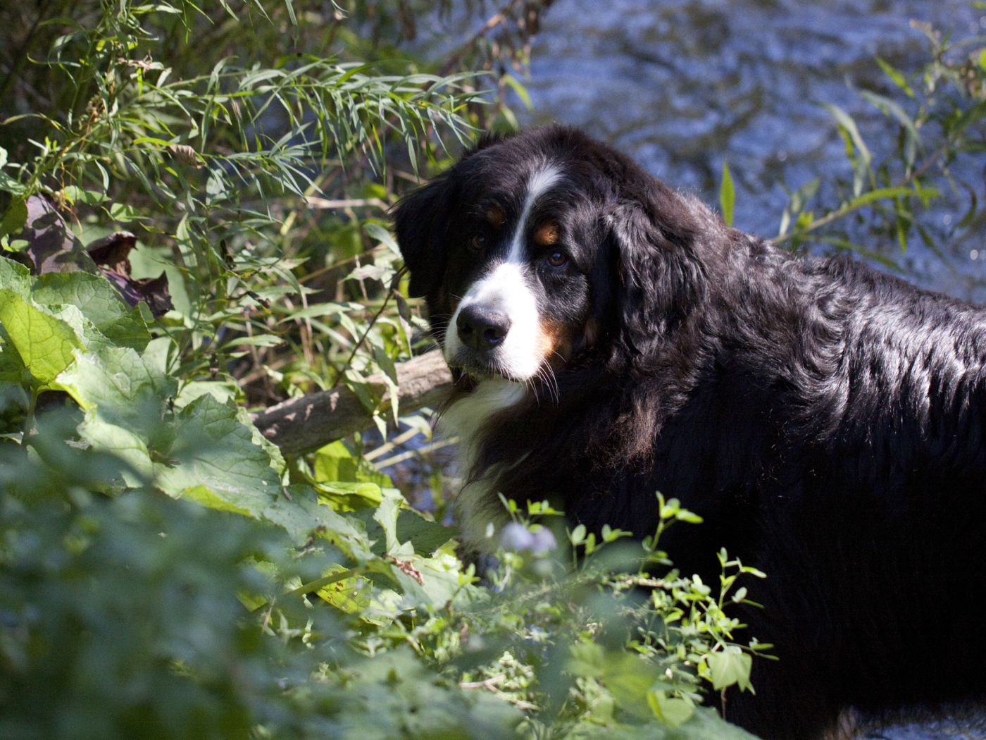 Бернская пастушья собака в кустах