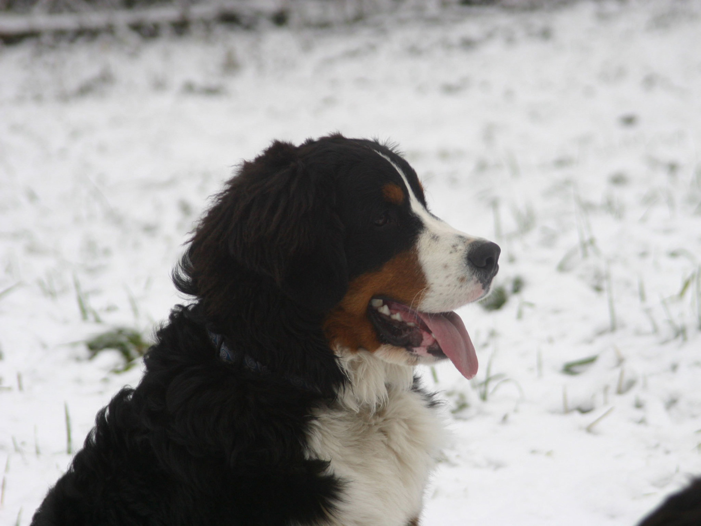 Бернская пастушья собака в снегу на фоне снегу