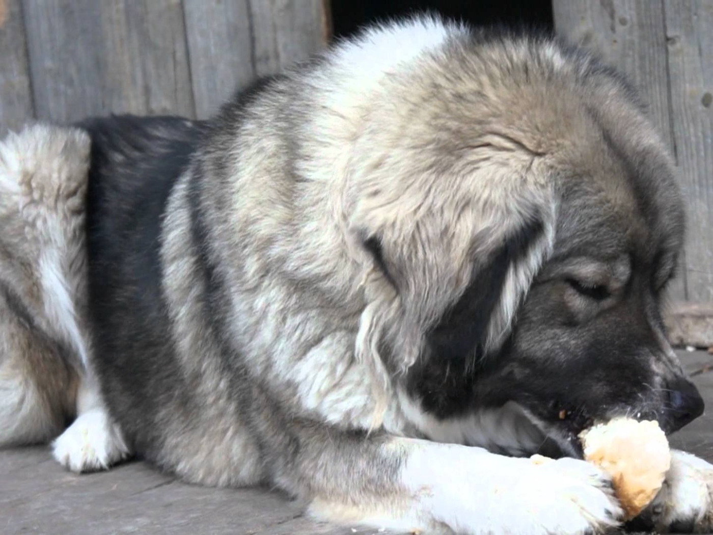Большая Кавказская овчарка есть хлеб
