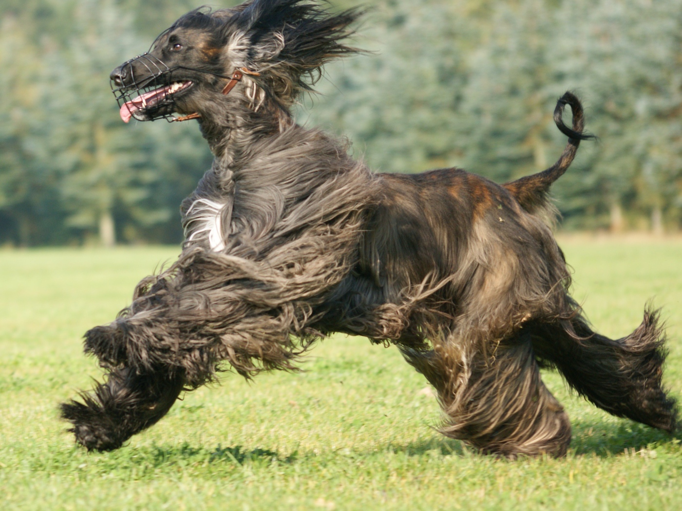 Чёрная афганская борзая во время бега
