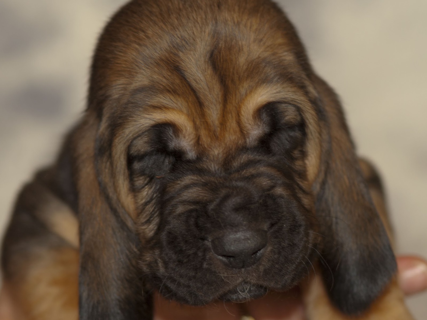 Щенок бладхаунда сладко уснул