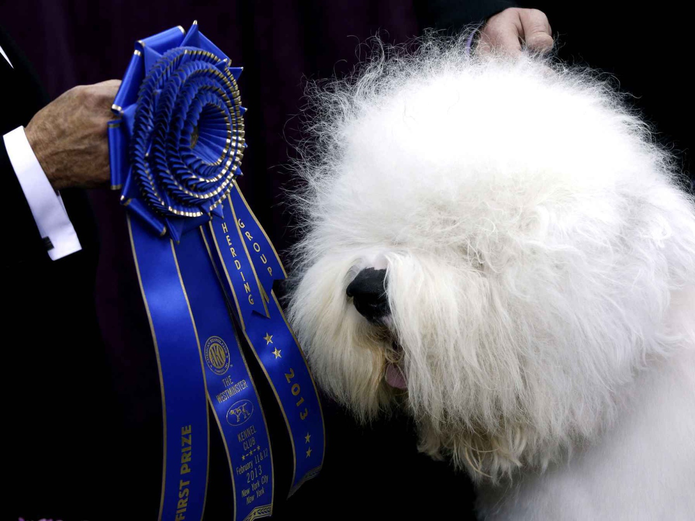 Собака породы бобтейл и её награда